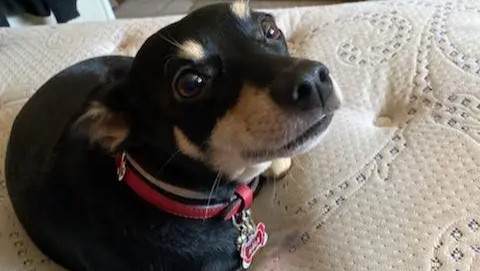 Small black dog with a red collar being cared for by pet sitter Deirdre B.