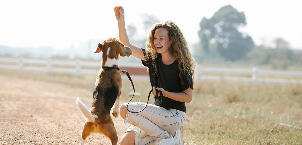 Dog walking equipment