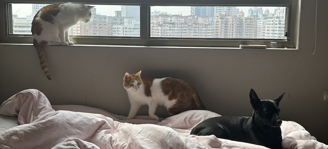 A photograph of two orange cats and a black dog.