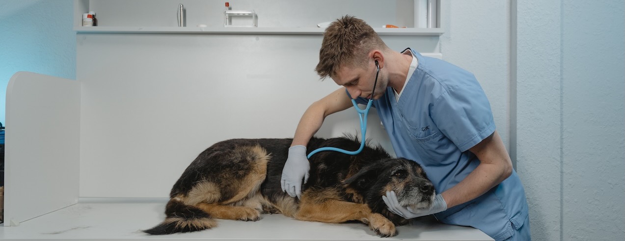 Image of a dog at the vet.