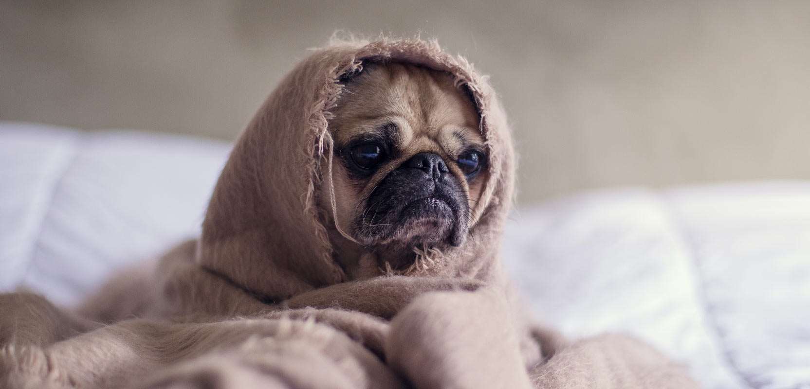 Stressed-looking dog wrapped in a blanket