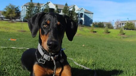 Medium-sized black-and-brown dog on a leash, sitting in the grass in front of a house