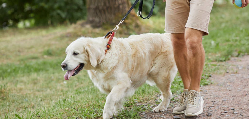 Close view of a white dog being walked by a paid dog walker
