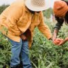 Two gardeners picking a ripe tomato to sell as part of their gardening side hustle