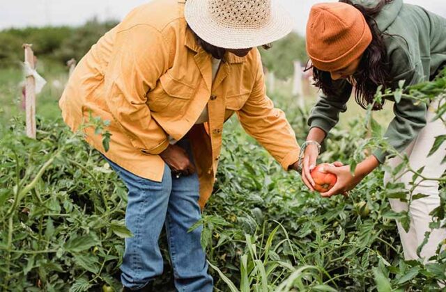 Two gardeners picking a ripe tomato to sell as part of their gardening side hustle