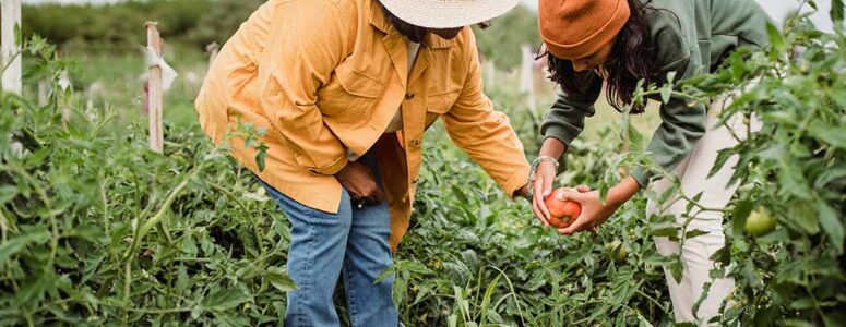 Two gardeners picking a ripe tomato to sell as part of their gardening side hustle