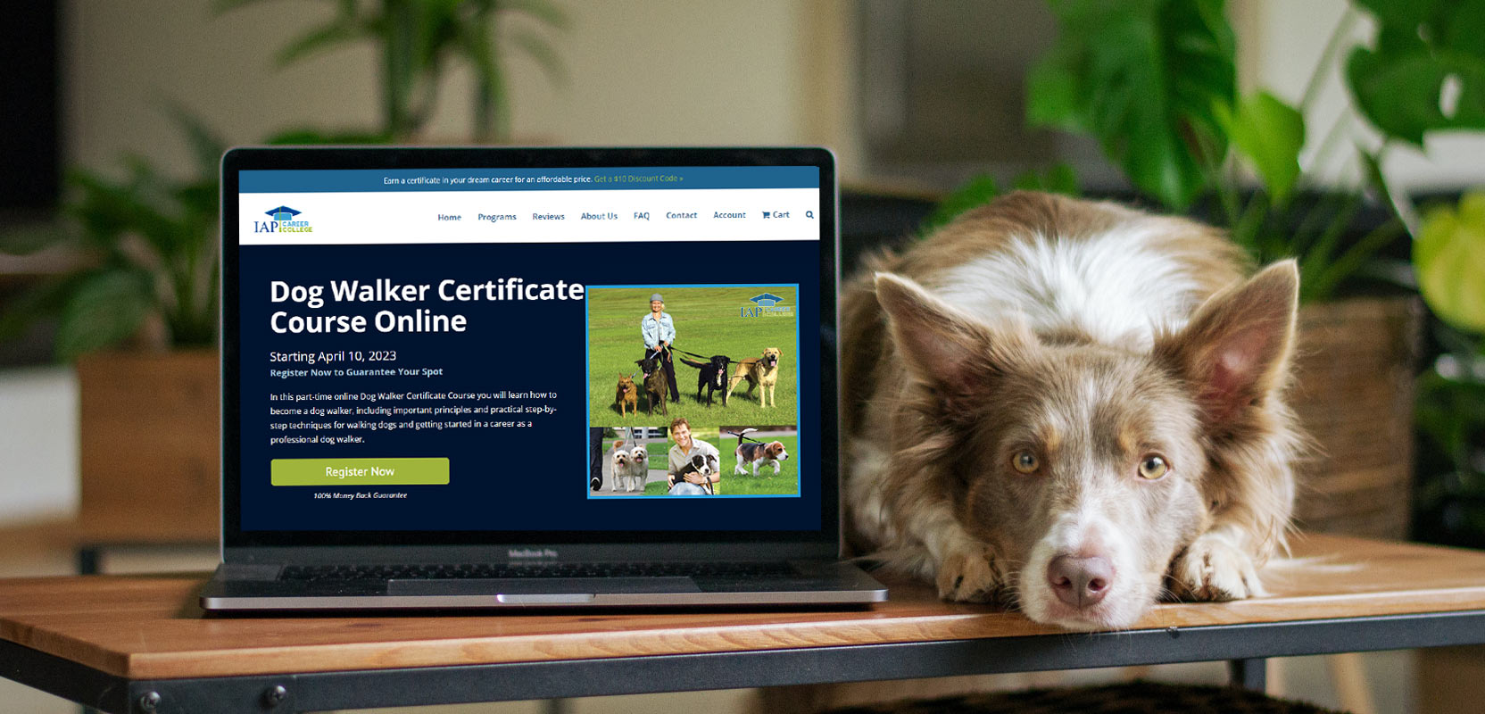 Dog sitting next to a laptop with a dog walking course on the screen