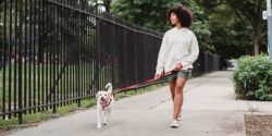 Professional dog walker walking a medium-sized white dog alongside a black gate