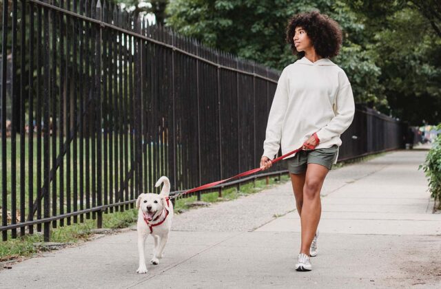 Professional dog walker walking a medium-sized white dog alongside a black gate