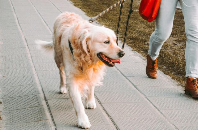 Professional dog walker walking down the street holding a leash attached to a large, white dog