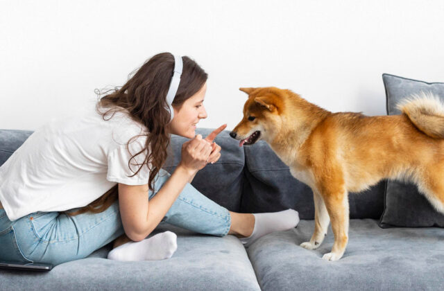 Pet sitter sitting on a grey couch holding a treat in front of a Shiba Inu