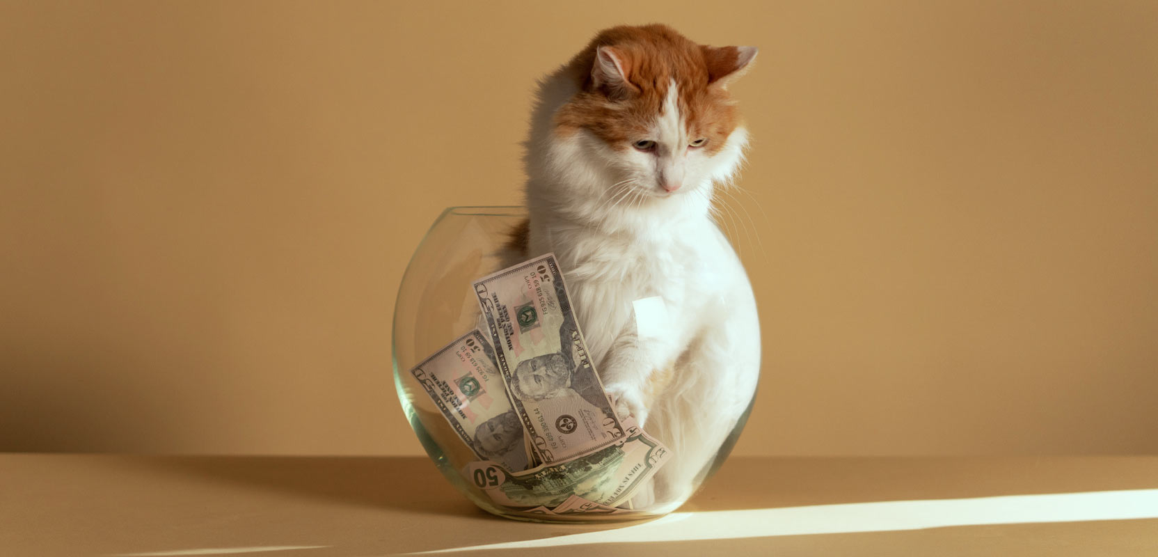 Cat sitting in a glass bowl full of dollar bills