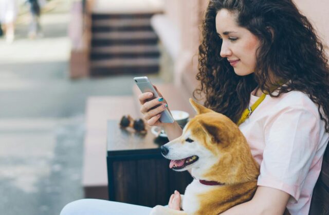 Pet care provider sitting on a bench holding a shiba inu dog and scrolling on a pet care job app